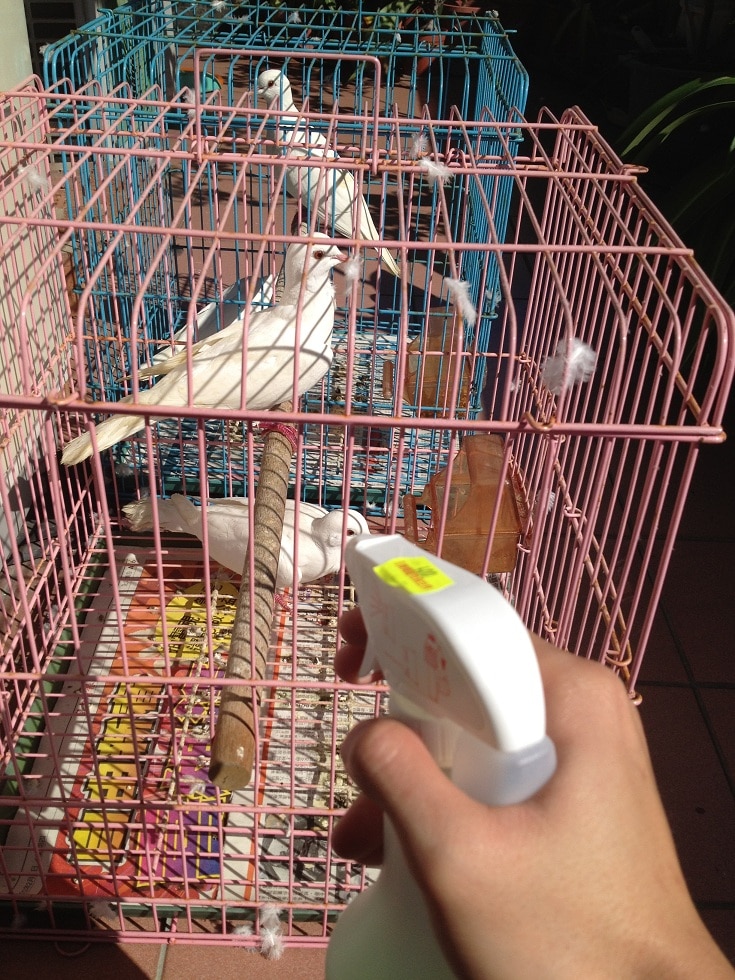 班鳩洗澡 班鳩洗澡