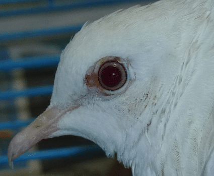 班鳩眼睛受傷 班鳩眼睛受傷