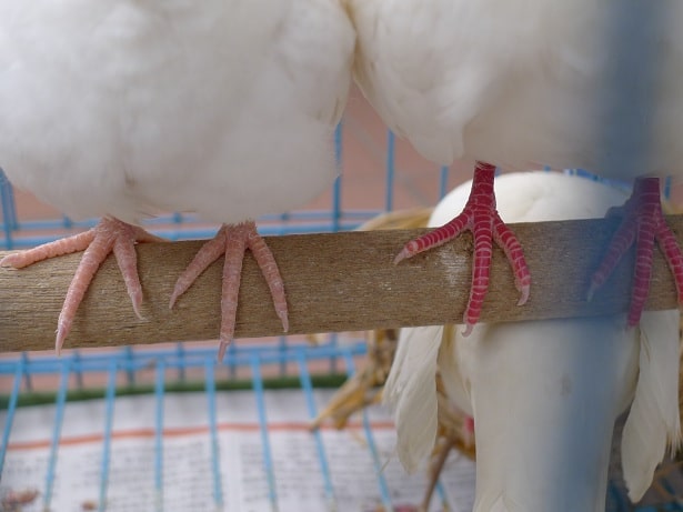 斑鳩的腳
