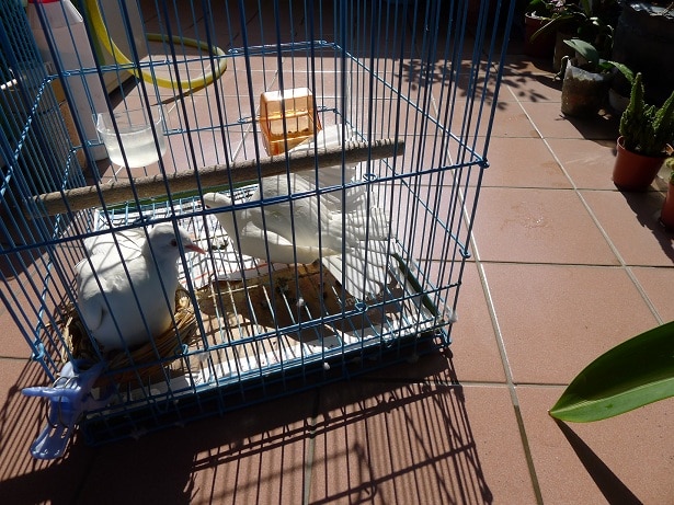 班鳩曬太陽