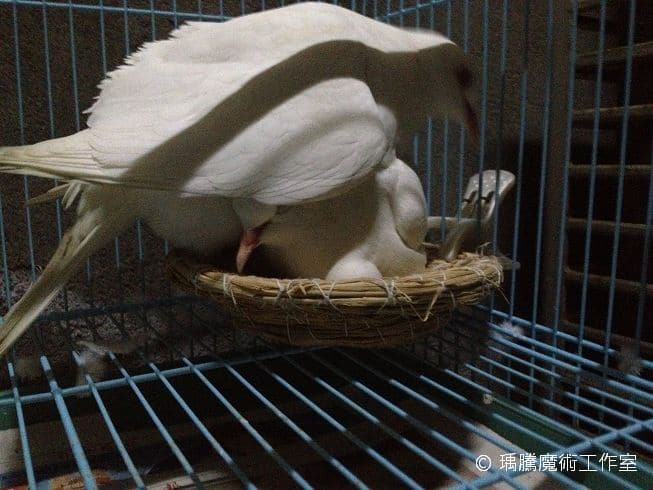 母班鳩搶孵蛋