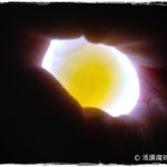 養鴿子(斑鳩)經驗談2012- 班鳩幼鳥的照顧和養育 養鴿子(斑鳩)經驗談2012- 班鳩幼鳥的照顧和養育