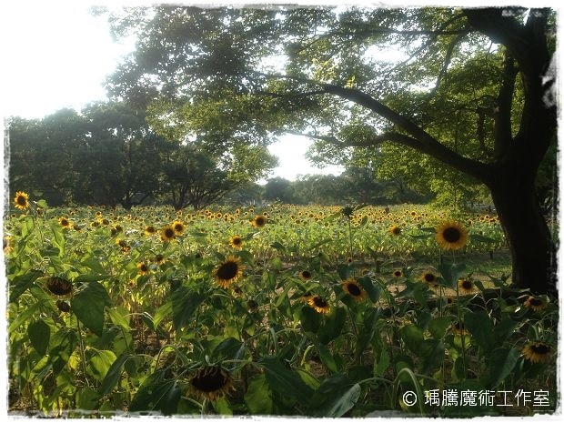萬博紀念公園 009